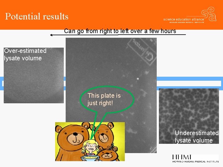 Potential results Can go from right to left over a few hours Over-estimated lysate