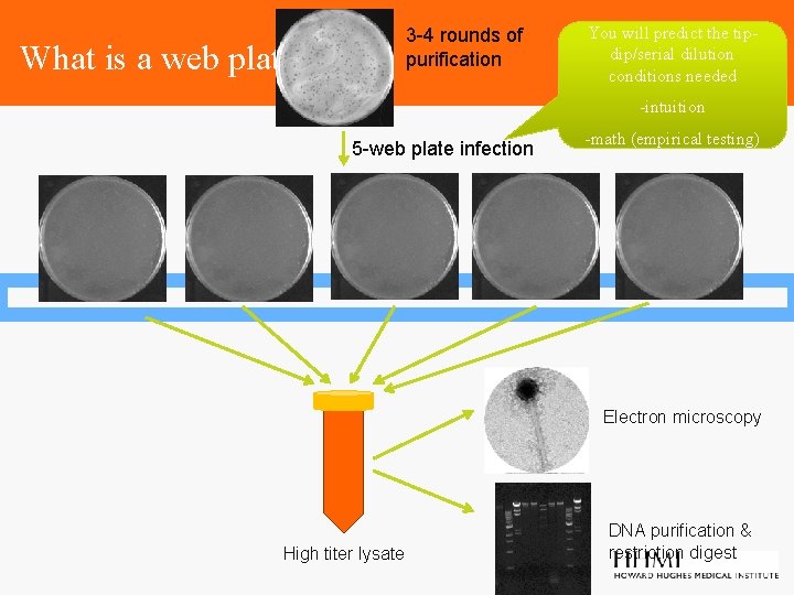 3 -4 rounds of purification What is a web plate? You will predict the
