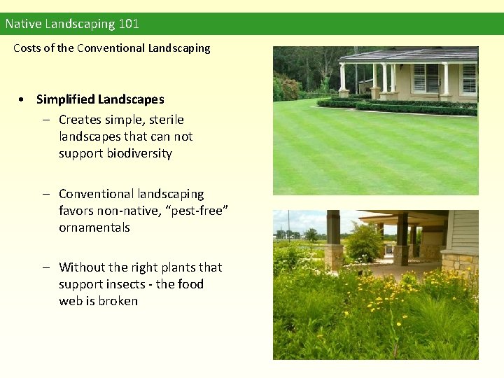 Native Landscaping 101 Costs of the Conventional Landscaping • Simplified Landscapes – Creates simple,