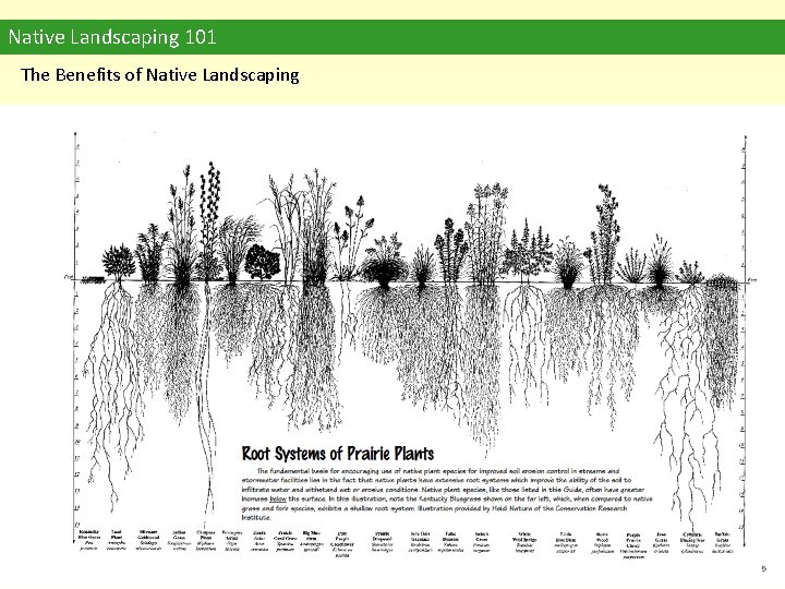 Native Landscaping 101 The Benefits of Native Landscaping 