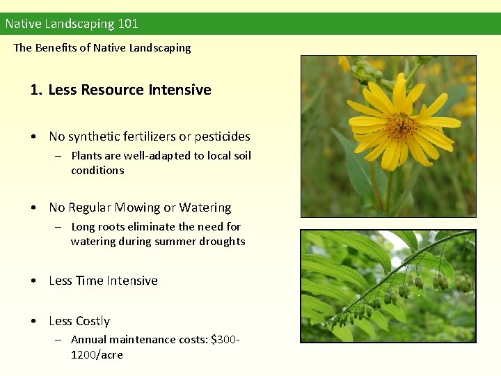 Native Landscaping 101 The Benefits of Native Landscaping 1. Less Resource Intensive • No