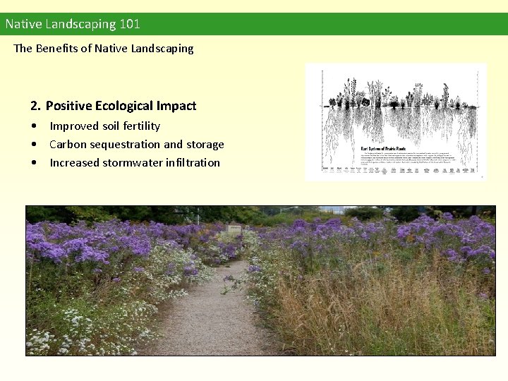 Native Landscaping 101 The Benefits of Native Landscaping 2. Positive Ecological Impact • Improved