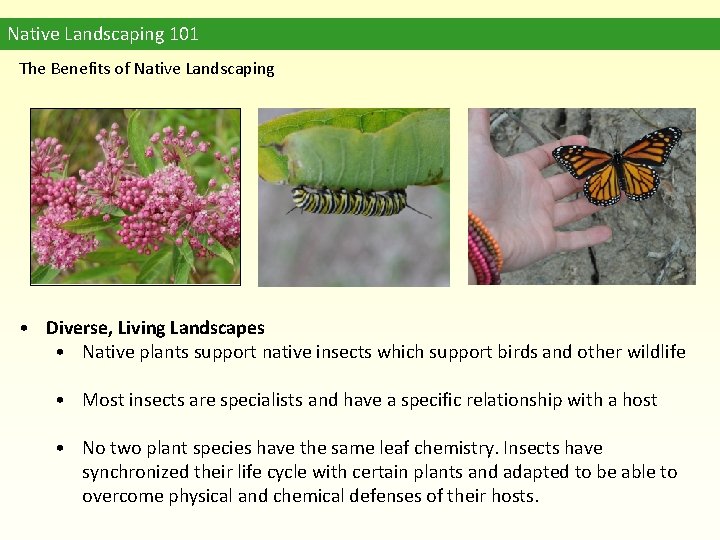 Native Landscaping 101 The Benefits of Native Landscaping • Diverse, Living Landscapes • Native