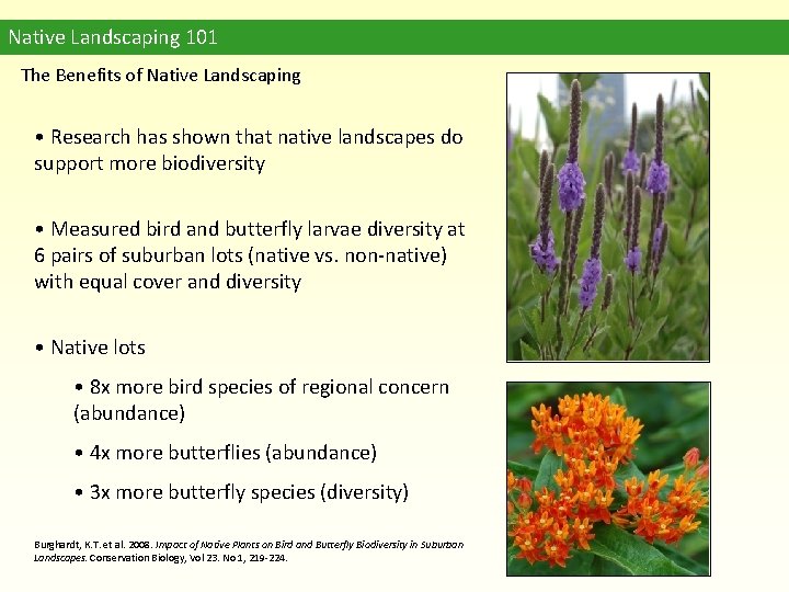 Native Landscaping 101 The Benefits of Native Landscaping • Research has shown that native