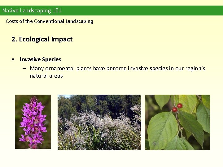 Native Landscaping 101 Costs of the Conventional Landscaping 2. Ecological Impact • Invasive Species