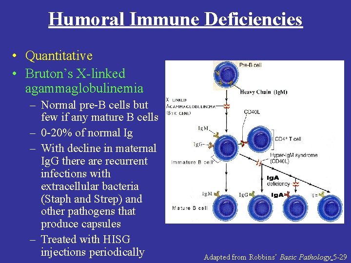 Humoral Immune Deficiencies • Quantitative • Bruton’s X-linked agammaglobulinemia – Normal pre-B cells but