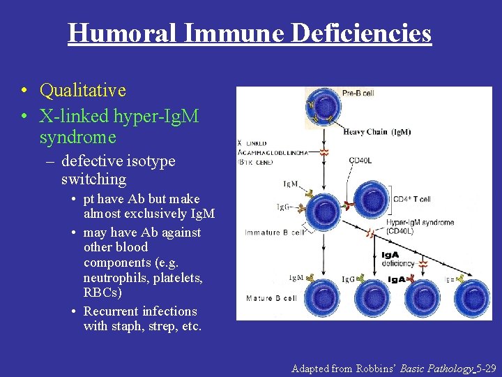 Humoral Immune Deficiencies • Qualitative • X-linked hyper-Ig. M syndrome – defective isotype switching