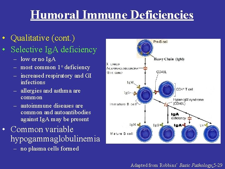 Humoral Immune Deficiencies • Qualitative (cont. ) • Selective Ig. A deficiency – low