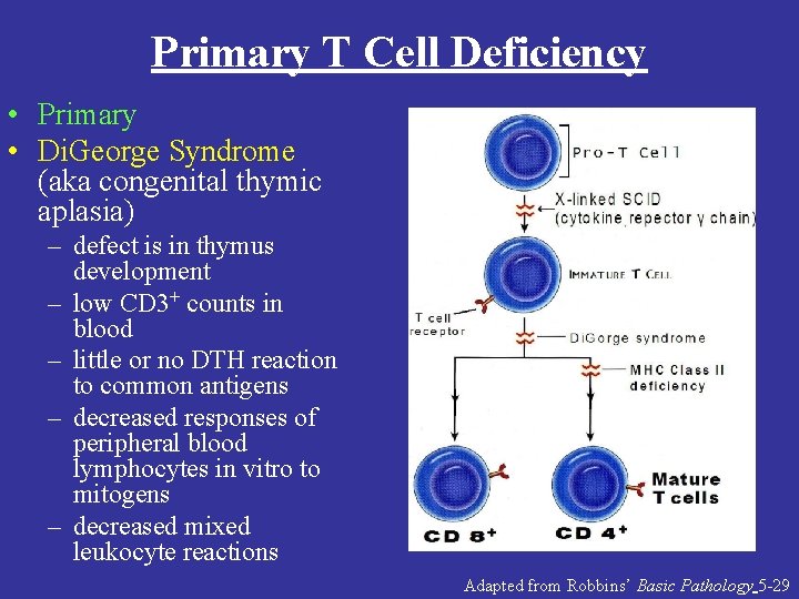 Primary T Cell Deficiency • Primary • Di. George Syndrome (aka congenital thymic aplasia)