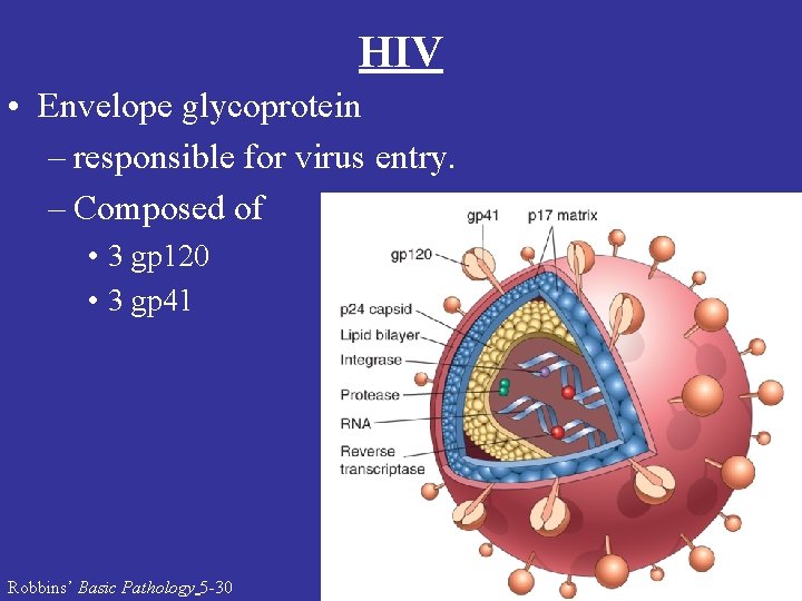HIV • Envelope glycoprotein – responsible for virus entry. – Composed of • 3