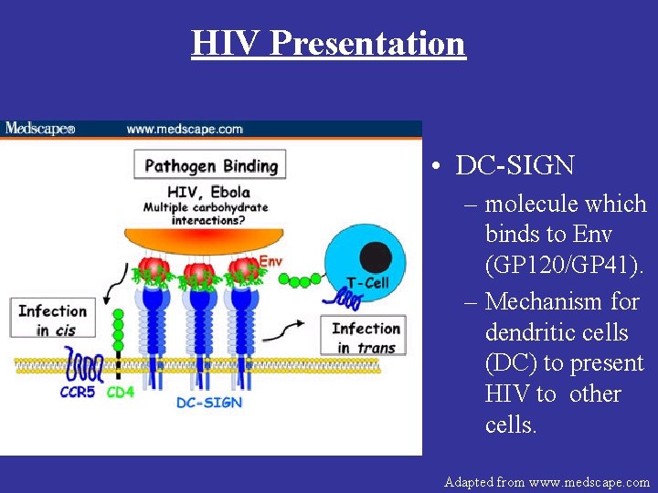 HIV Presentation • DC-SIGN – molecule which binds to Env (GP 120/GP 41). –