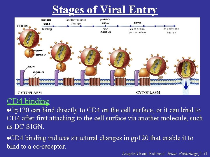 Stages of Viral Entry CD 4 binding ·Gp 120 can bind directly to CD