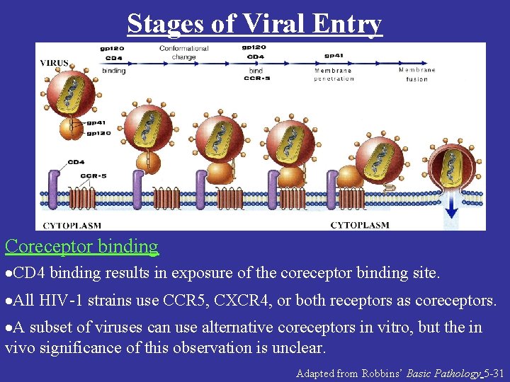 Stages of Viral Entry Coreceptor binding ·CD 4 binding results in exposure of the