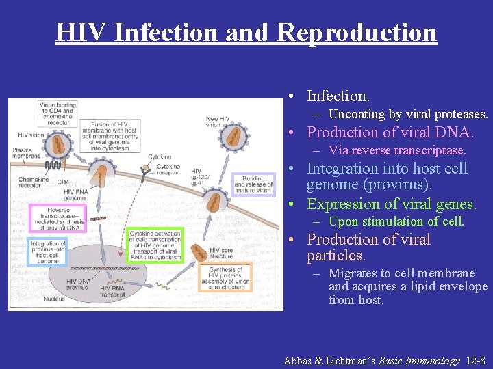 HIV Infection and Reproduction • Infection. – Uncoating by viral proteases. • Production of