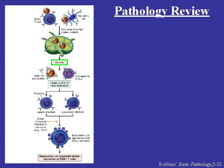 Pathology Review Robbins’ Basic Pathology 5 -32 