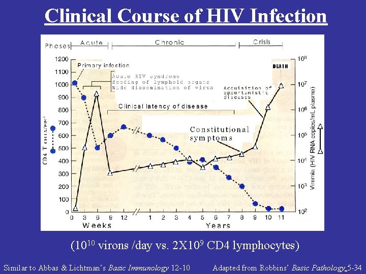 Clinical Course of HIV Infection (1010 virons /day vs. 2 X 109 CD 4
