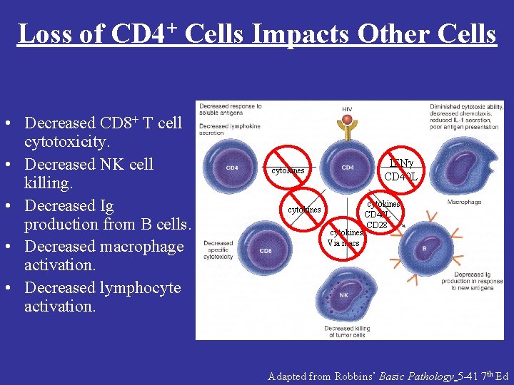 Loss of CD 4+ Cells Impacts Other Cells • Decreased CD 8+ T cell