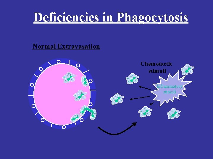 Deficiencies in Phagocytosis Normal Extravasation Chemotactic stimuli Inflammatory stimuli 