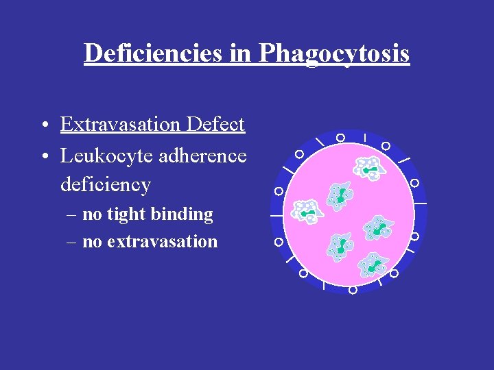 Deficiencies in Phagocytosis • Extravasation Defect • Leukocyte adherence deficiency – no tight binding