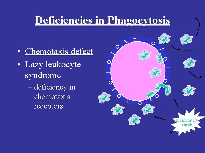 Deficiencies in Phagocytosis • Chemotaxis defect • Lazy leukocyte syndrome – deficiency in chemotaxis