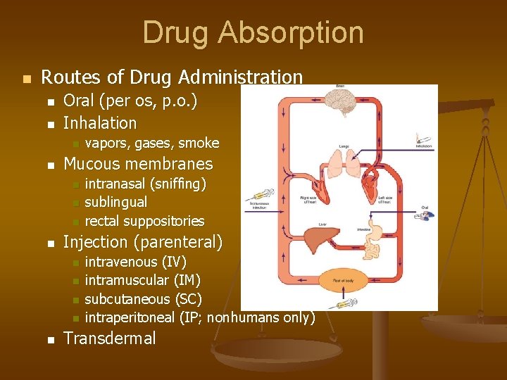 Drug Absorption n Routes of Drug Administration n n Oral (per os, p. o.