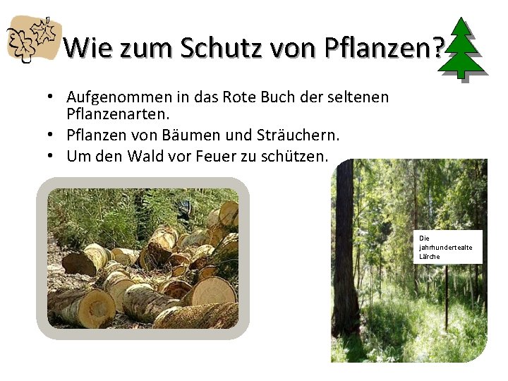 Wie zum Schutz von Pflanzen? • Aufgenommen in das Rote Buch der seltenen Pflanzenarten.