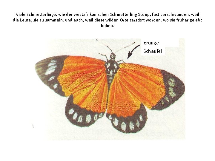 Viele Schmetterlinge, wie der westafrikanischen Schmetterling Scoop, fast verschwunden, weil die Leute, sie zu