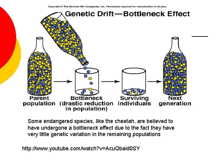 Some endangered species, like the cheetah, are believed to have undergone a bottleneck effect