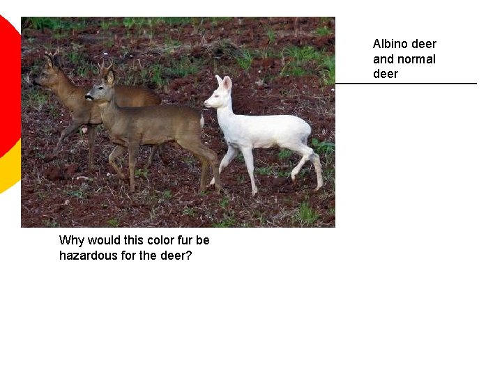 Albino deer and normal deer Why would this color fur be hazardous for the