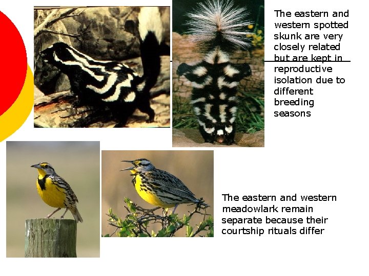 The eastern and western spotted skunk are very closely related but are kept in