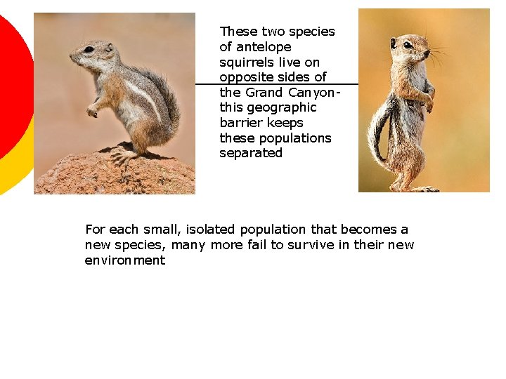 These two species of antelope squirrels live on opposite sides of the Grand Canyonthis