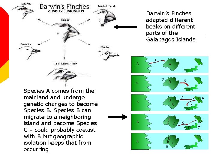 Darwin’s Finches adapted different beaks on different parts of the Galapagos Islands Species A