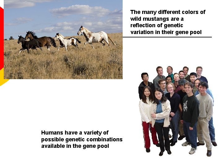 The many different colors of wild mustangs are a reflection of genetic variation in