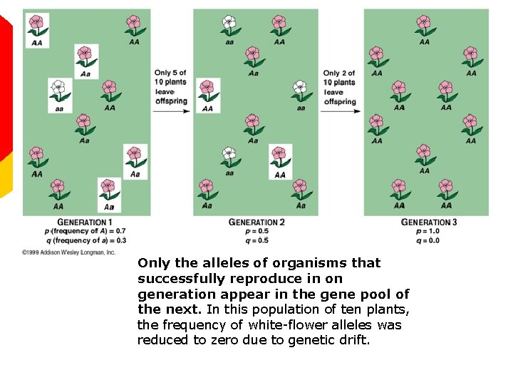 Only the alleles of organisms that successfully reproduce in on generation appear in the