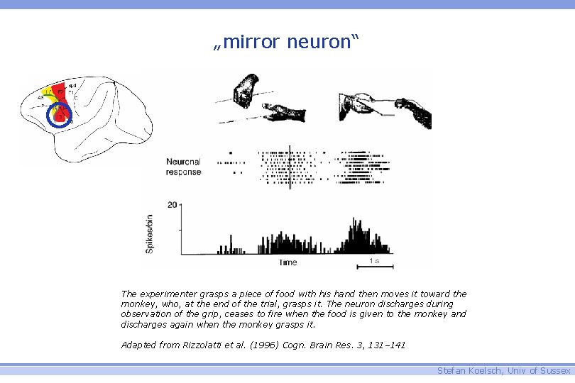 „mirror neuron“ The experimenter grasps a piece of food with his hand then moves