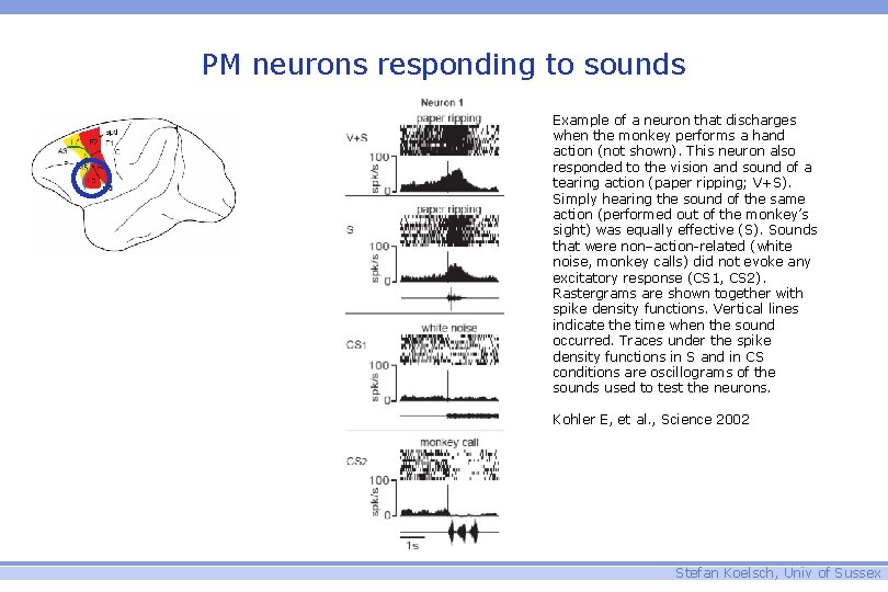 PM neurons responding to sounds Example of a neuron that discharges when the monkey