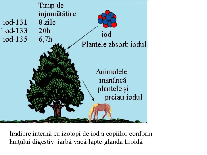 Iradiere internă cu izotopi de iod a copiilor conform lanţului digestiv: iarbă-vacă-lapte-glanda tiroidă Iradiere internă cu izotopi de iod a copiilor conform lanţului digestiv: iarbă-vacă-lapte-glanda tiroidă