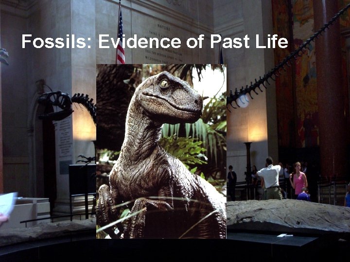 Fossils: Evidence of Past Life 
