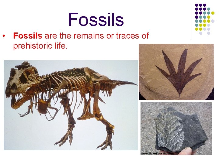 Fossils • Fossils are the remains or traces of prehistoric life. 