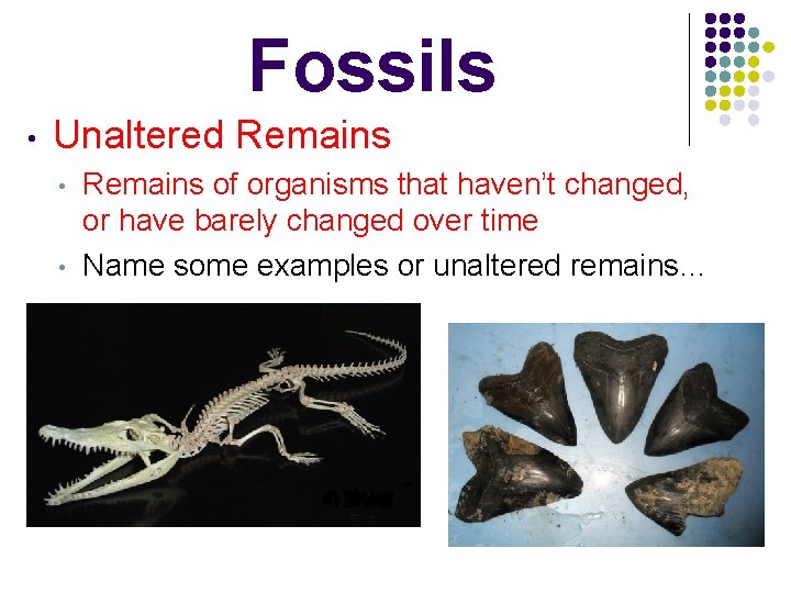 Fossils • Unaltered Remains • • Remains of organisms that haven’t changed, or have