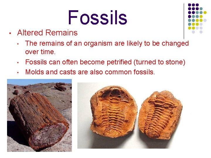 Fossils • Altered Remains • • • The remains of an organism are likely