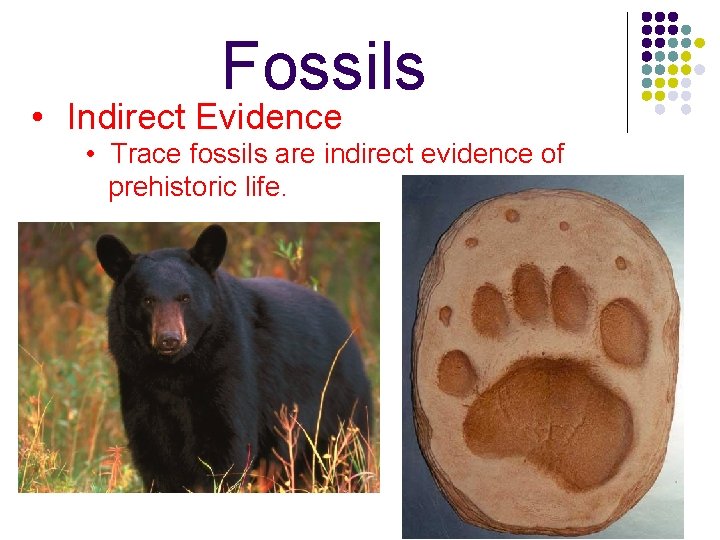 Fossils • Indirect Evidence • Trace fossils are indirect evidence of prehistoric life. 