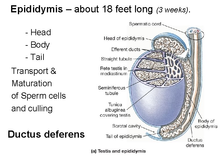 Epididymis – about 18 feet long (3 weeks). - Head - Body - Tail