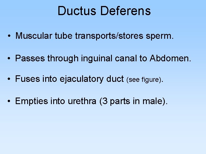 Ductus Deferens • Muscular tube transports/stores sperm. • Passes through inguinal canal to Abdomen. Ductus Deferens • Muscular tube transports/stores sperm. • Passes through inguinal canal to Abdomen.