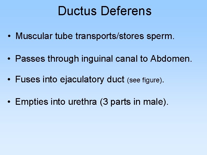 Ductus Deferens • Muscular tube transports/stores sperm. • Passes through inguinal canal to Abdomen.