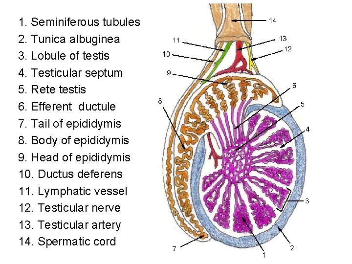 1. Seminiferous tubules 2. Tunica albuginea 3. Lobule of testis 4. Testicular septum 5.