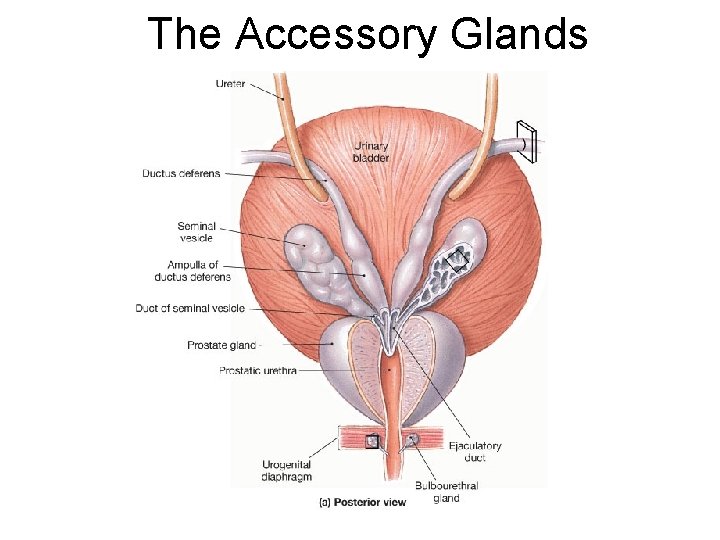 The Accessory Glands 