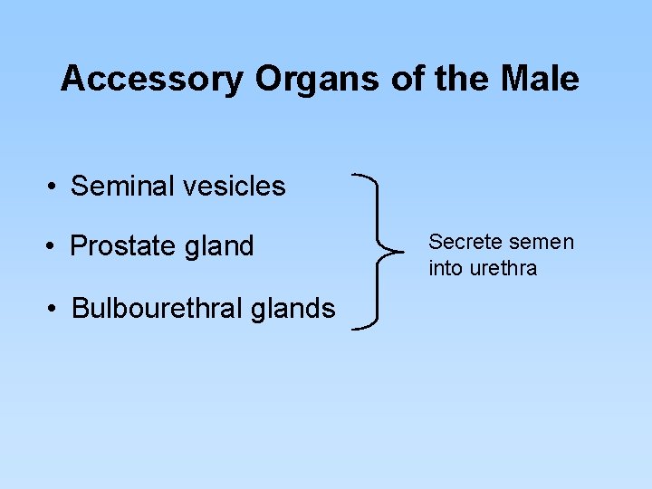 Accessory Organs of the Male • Seminal vesicles • Prostate gland • Bulbourethral glands Accessory Organs of the Male • Seminal vesicles • Prostate gland • Bulbourethral glands