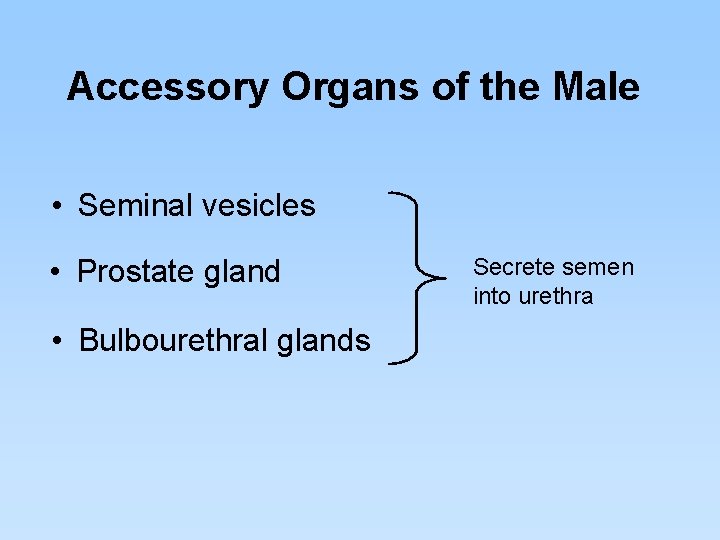 Accessory Organs of the Male • Seminal vesicles • Prostate gland • Bulbourethral glands