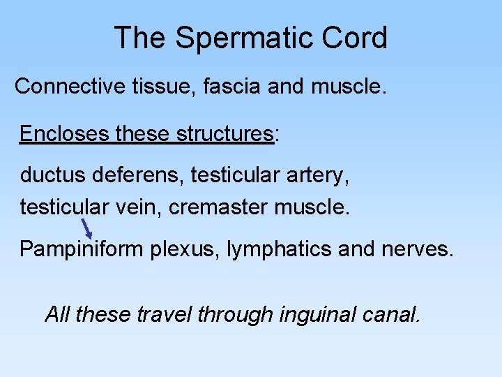 The Spermatic Cord Connective tissue, fascia and muscle. Encloses these structures: ductus deferens, testicular The Spermatic Cord Connective tissue, fascia and muscle. Encloses these structures: ductus deferens, testicular